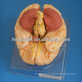 ISO Deluxe Brain Anatomical model, Human Brain Model